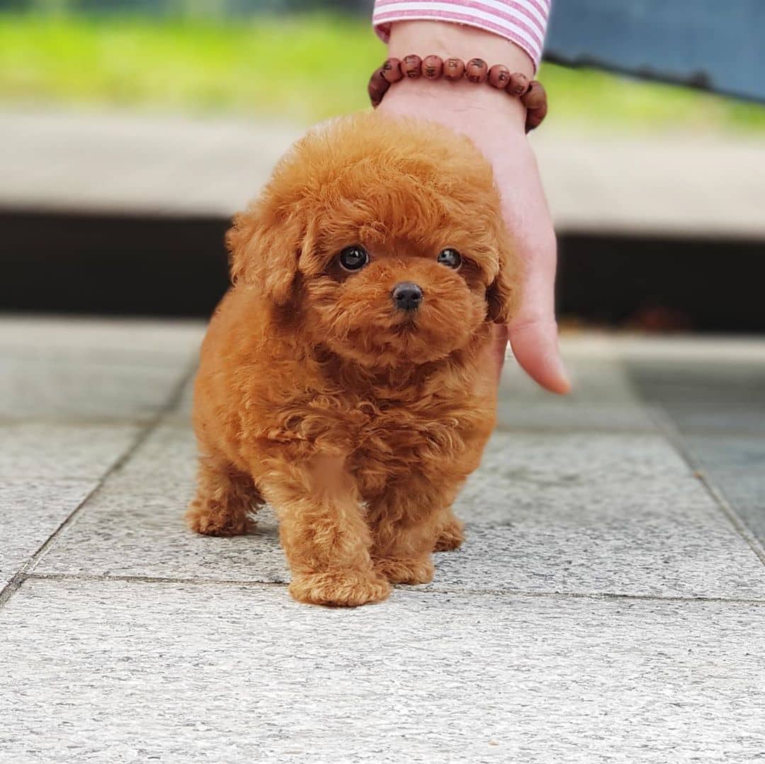 Toy Poodle  Puppies For Sale | https://sunshineteacuppuppieshome.com/